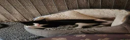 Domestic Shorthair cats for sale: Stray kittens for adoption - Advert 5