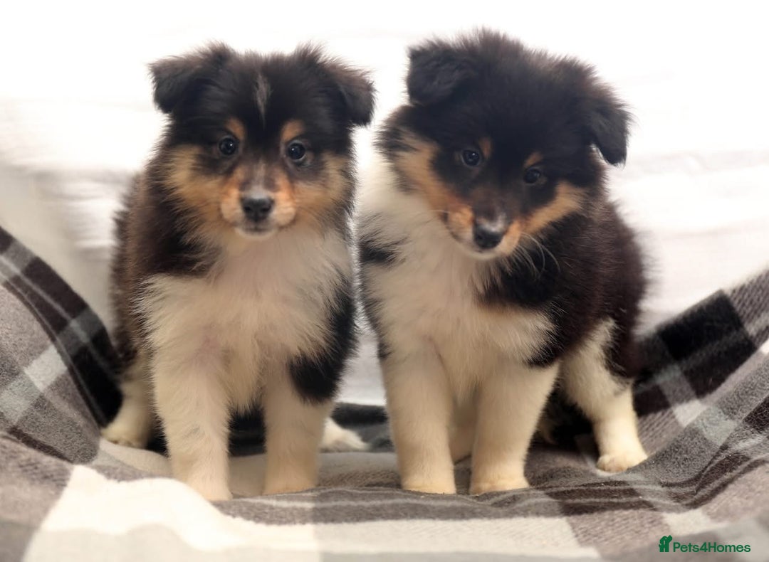 Shetland Sheepdog dogs for sale: Stunning Champions lines Tri Colour Girls  - Advert 9