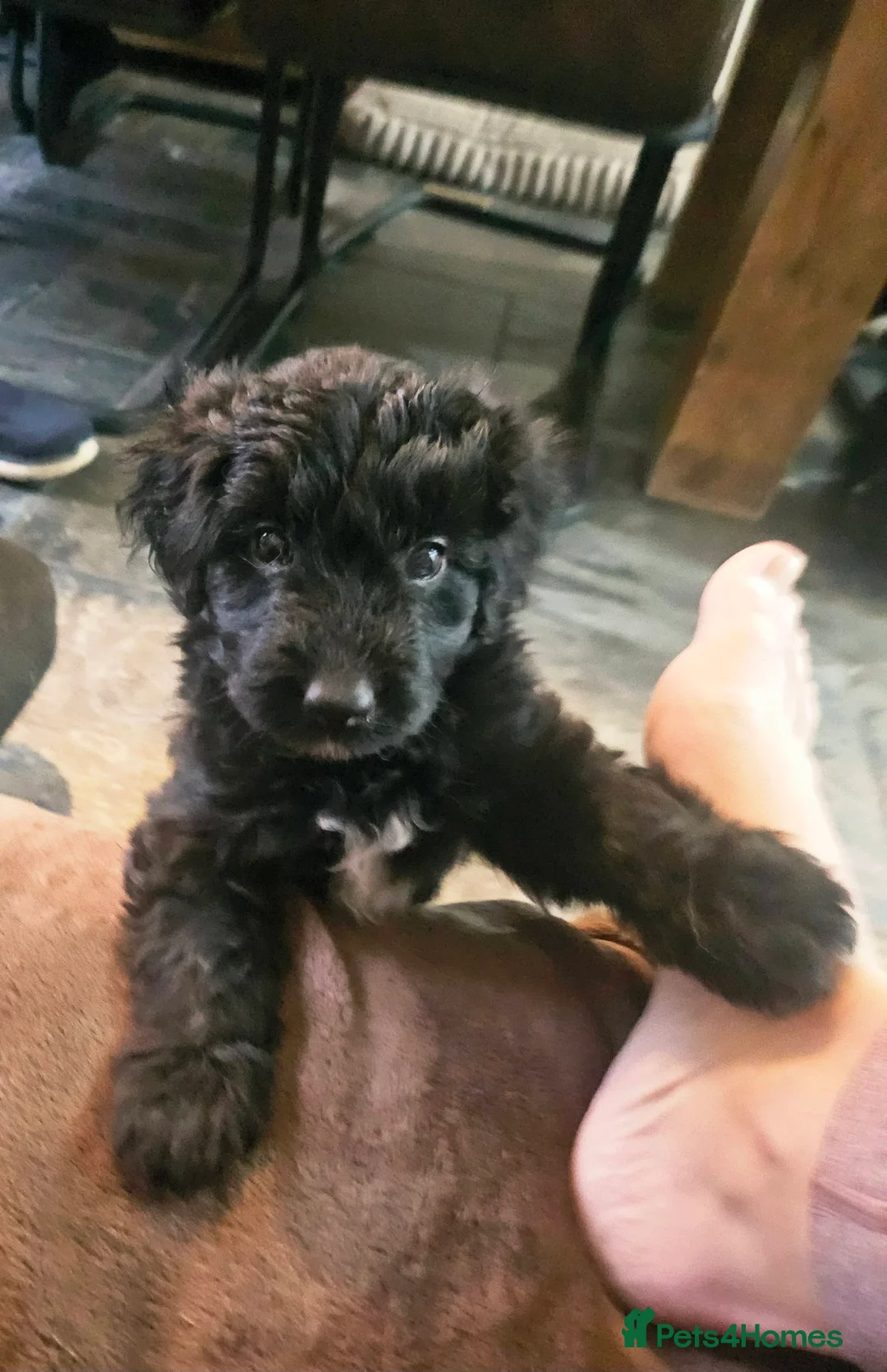 Bordoodle dogs for sale: The most wonderful Bordoodle puppies in the land! - Advert 4