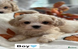 Cavachon dogs for sale: DNA CLEAR CAVACHON PUPS - Image 8