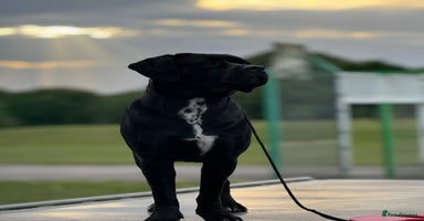 Cane Corso dogs - Advert 14