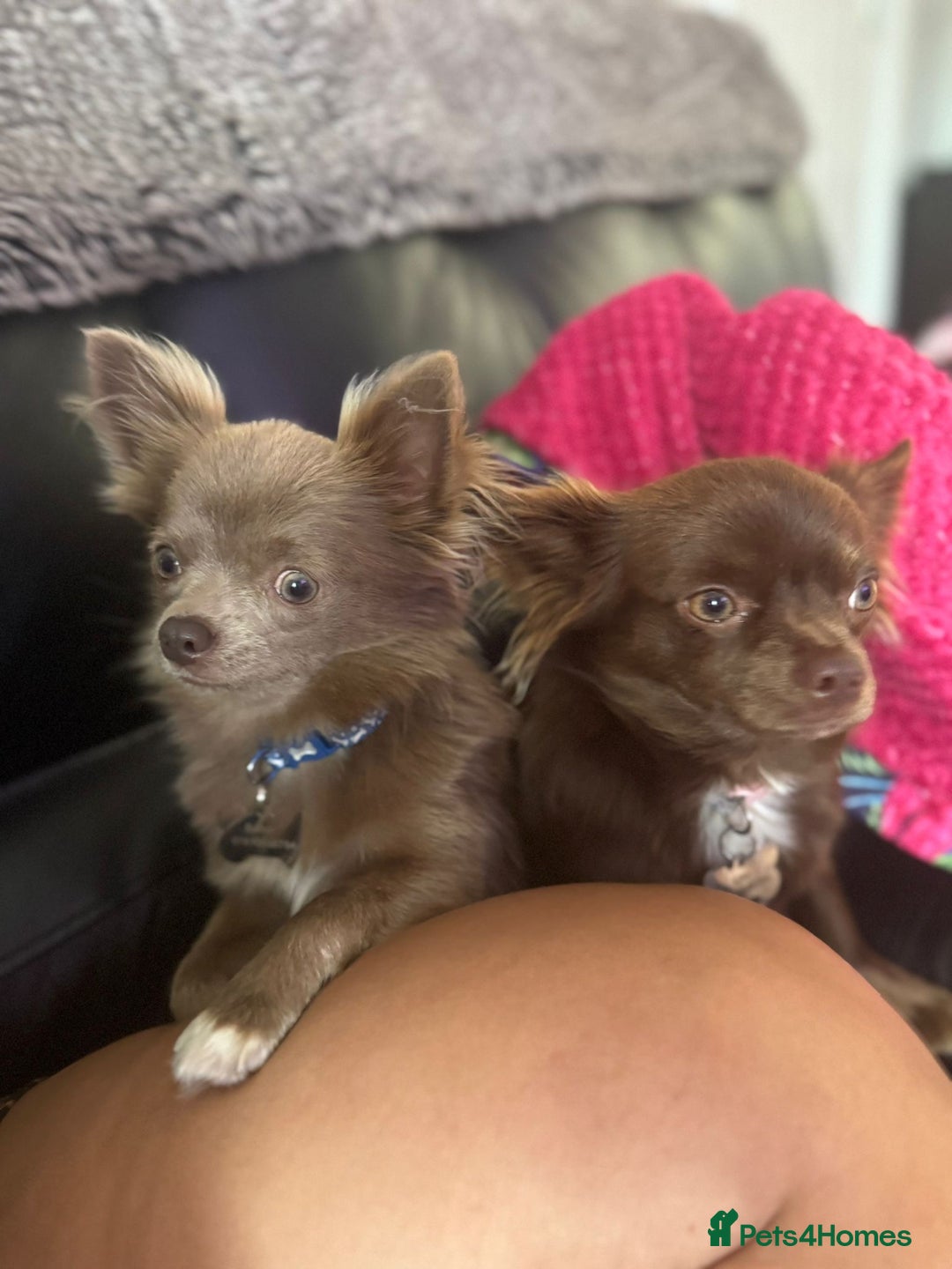 Chihuahua dogs for sale: Beautiful Long Coat Chihuahua Puppies - Image 8