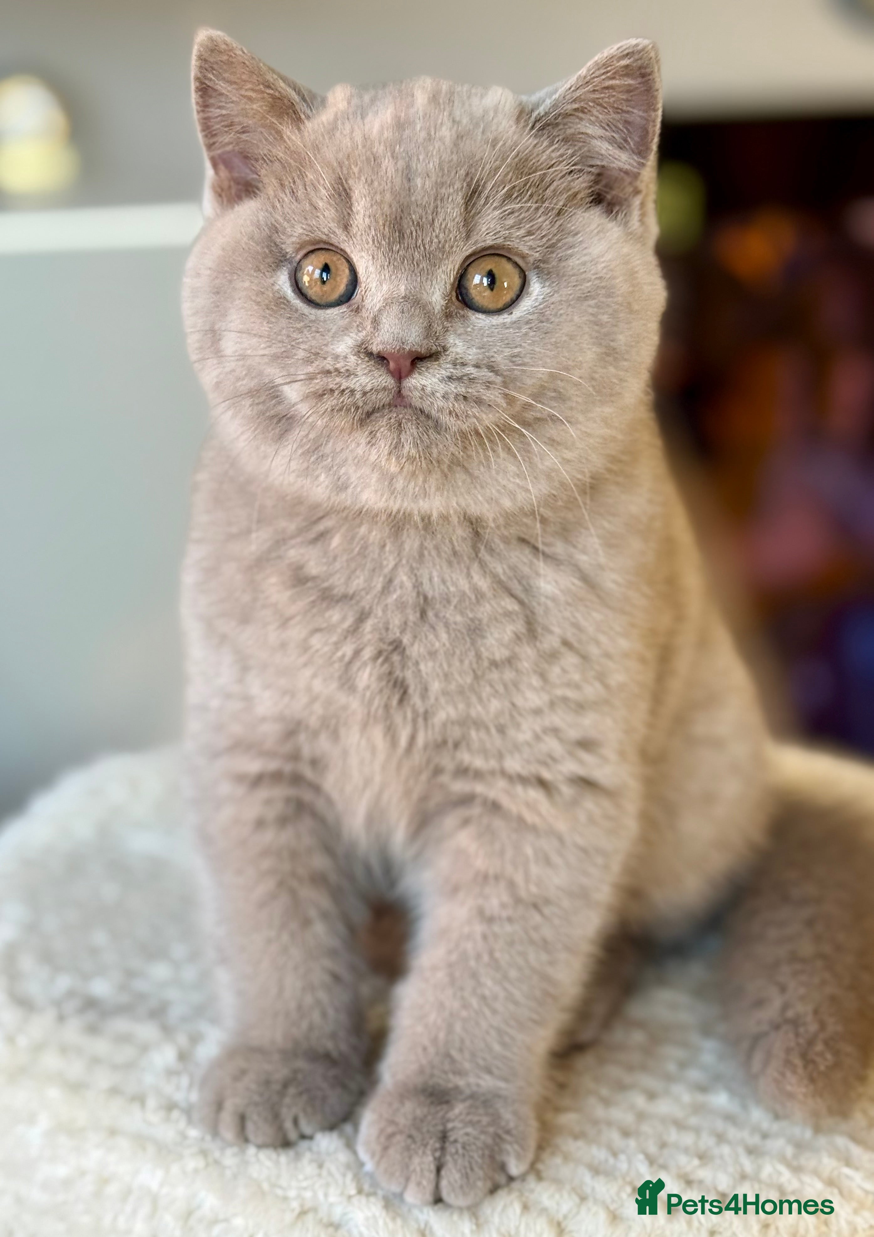British Shorthair cats 3 Beautiful boys❤️❤️❤️ - Advert 1