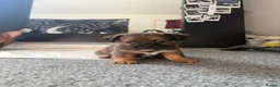 Jackshund dogs for sale: Jack Russell X Dachshund pups - Advert 20