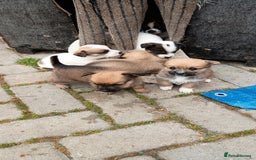 Mixed Breed dogs for sale: Cute puppies  - Image 6