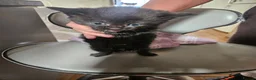Mixed Breed cats for sale: Kitten - Advert 10