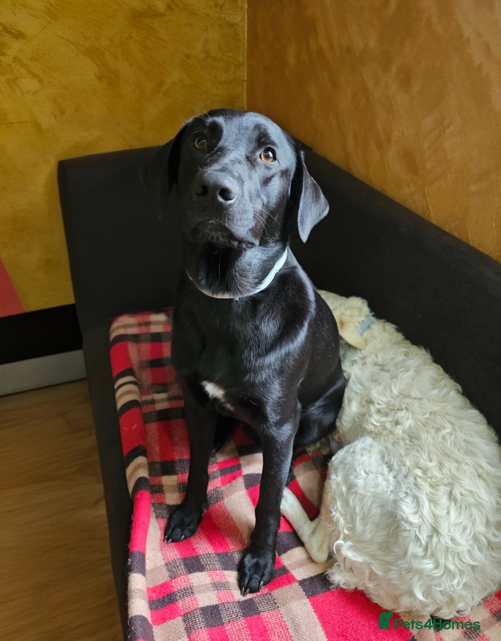 Mixed Breed dogs 🐾 MAX – LOOKING FOR A FOREVER HOME 🐾 - Advert 1