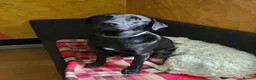 Mixed Breed dogs for adoption: 🐾 MAX – LOOKING FOR A FOREVER HOME 🐾 - Advert 1