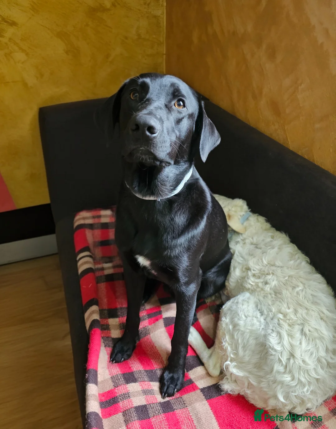 Mixed Breed dogs for adoption: 🐾 MAX – LOOKING FOR A FOREVER HOME 🐾 - Advert 1