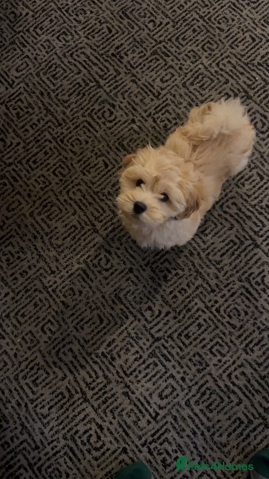 Maltipoo dogs for sale: F1 MALTIPOO PUPPY BOY Cream Colour 10 Weeks Old - Advert 2