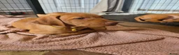 Hungarian Vizsla dogs for sale: ***Ready Now*** Hungarian Vizsla Puppies  - Advert 10
