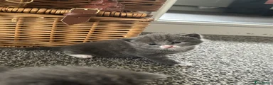Mixed Breed 5
