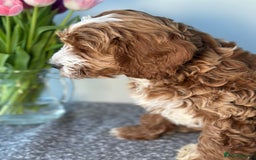 Australian Labradoodle dogs for sale: Australian Labradoodles RED&WHITE - Waiting list  - Image 13