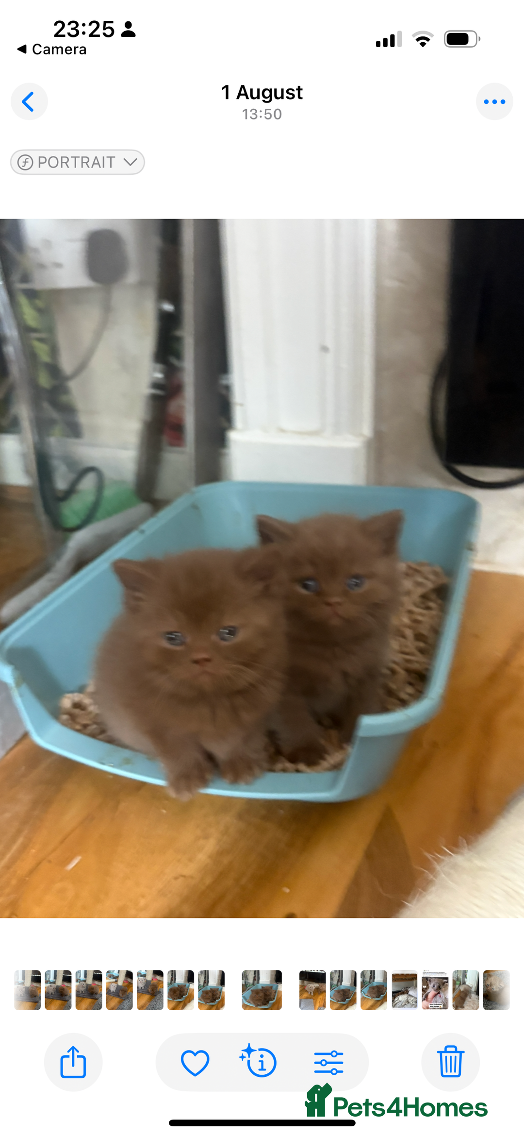 British Shorthair cats for sale: Beautiful bsh kittens available for forever homes  - Image 2