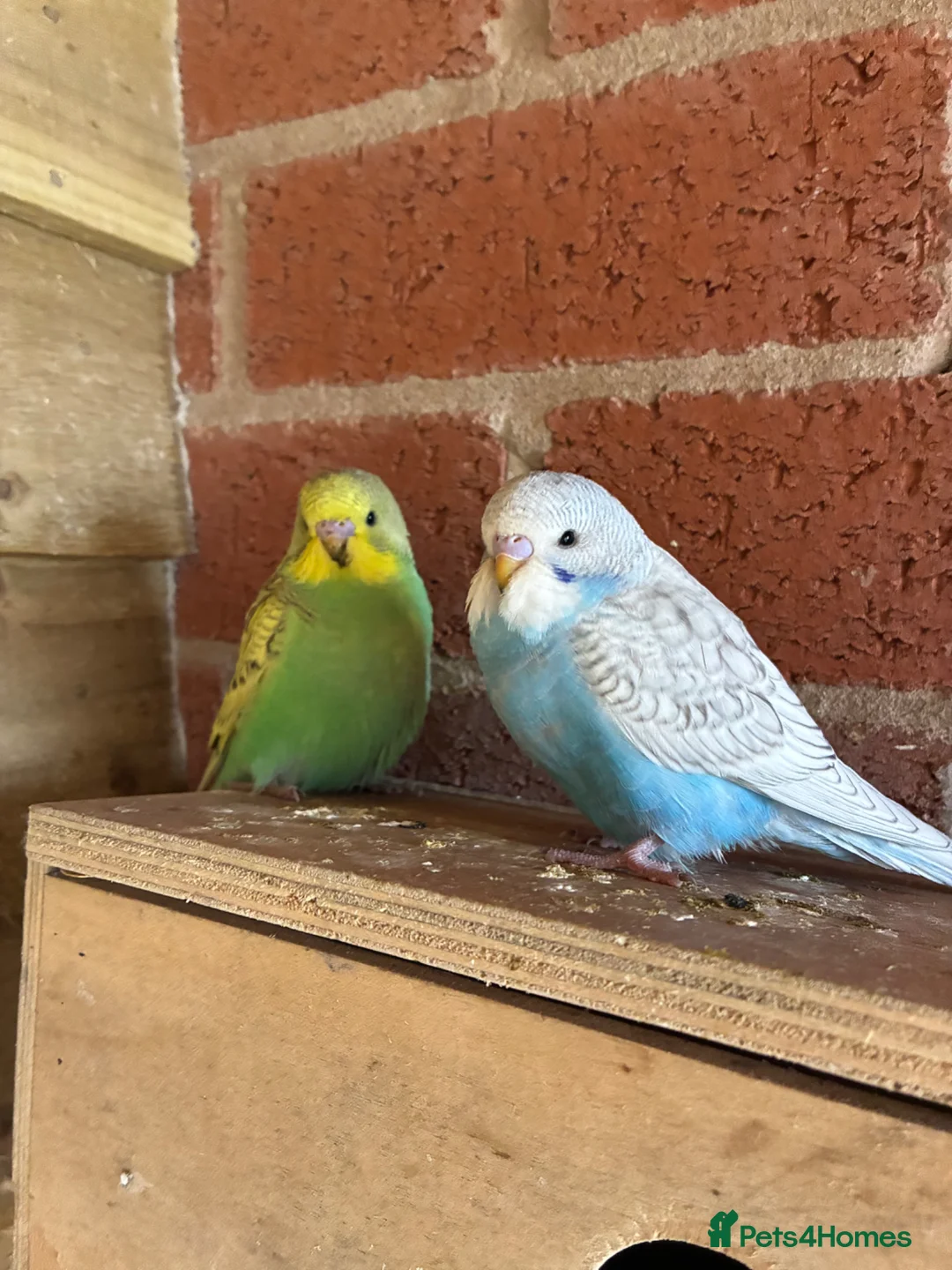 Budgerigars birds for sale: Baby budgies for sale Wigan  - Advert 19