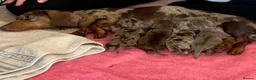 Miniature Dachshund dogs for sale: Beautiful Miniature dachshund puppies - Advert 27