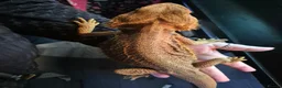 Bearded Dragon reptiles for sale: 2 year old beautiful red bearded dragon in Worksop - Advert 5