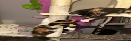 Mixed Breed cats for sale: 2 male, 4 female kittens are looking for home - Advert 9
