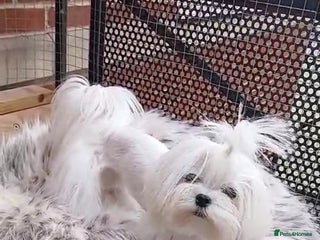 Maltese dogs - Advert 19