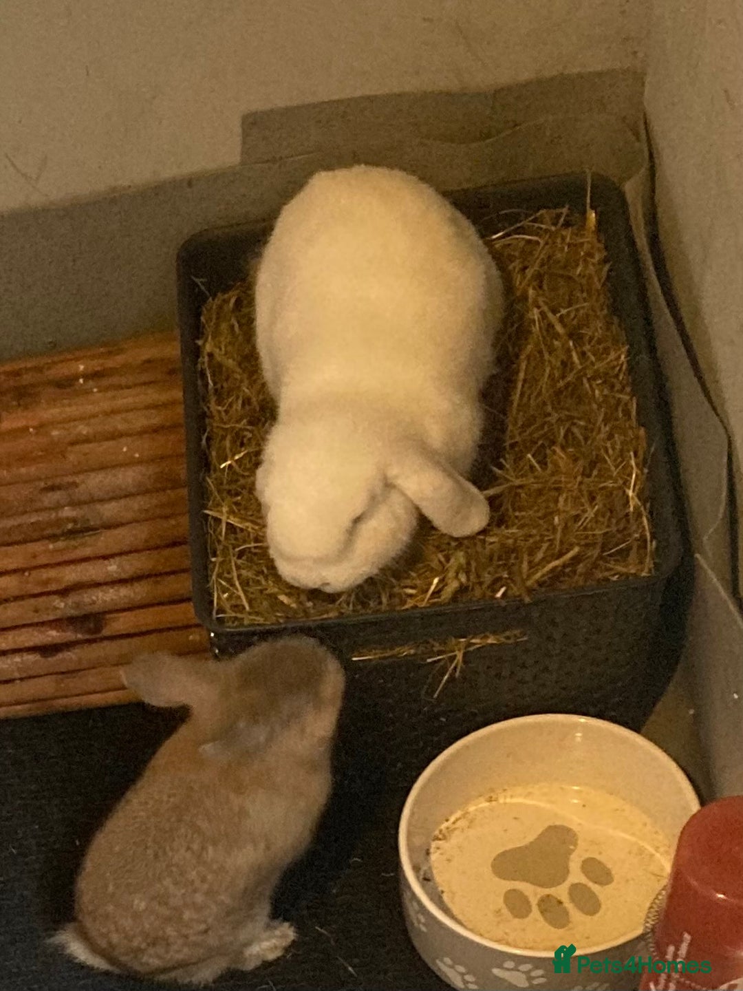 Mini Lop rabbits for sale: Rabbit - Advert 2