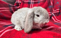 Mini Lop rabbits for sale: Mini lop mixed litter looking for forever homes  - Image 7