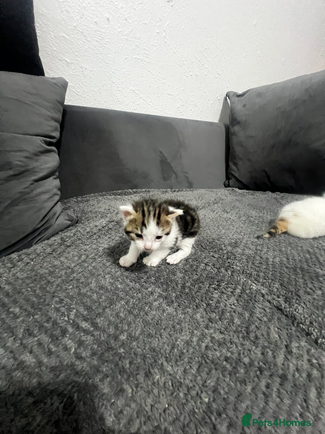 Mixed Breed cats for sale: BEAUTIFUL KITTENS  - Advert 10