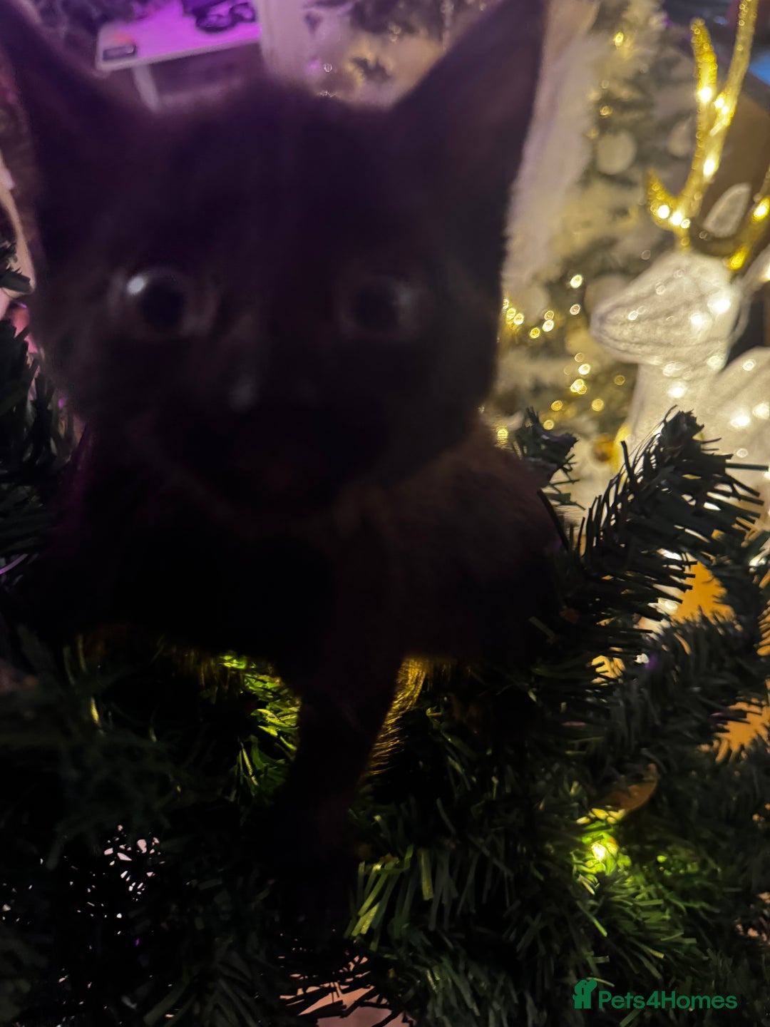 Egyptian Mau cats for sale: TICA REG SNOW SILVER & SMOKE EGYPTIAN MAU X BENGAL - Advert 11