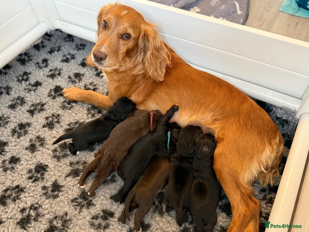 Cocker Spaniel dogs for sale: By Beautiful KC Registered Working Cocker Spaniels - Advert 1