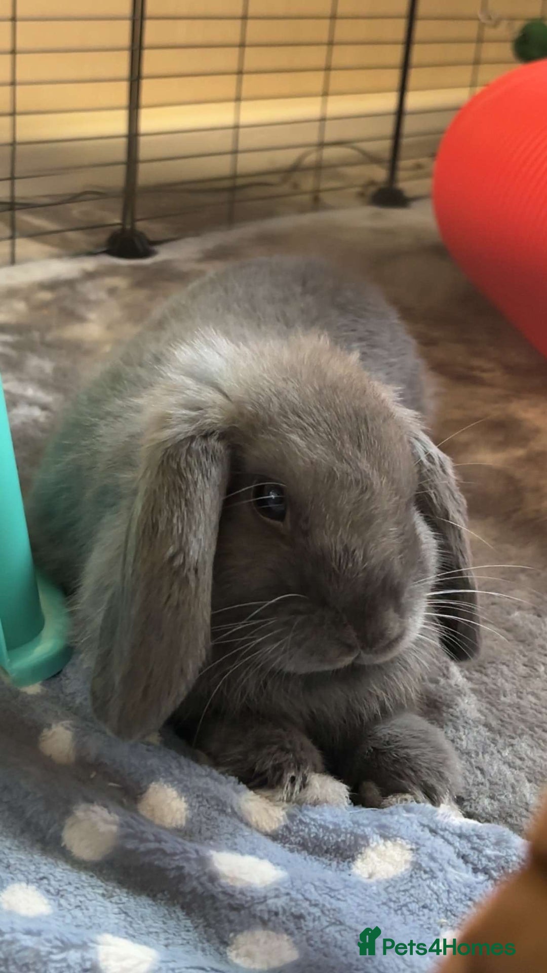 Mini Lop rabbits for sale: Mini lop male rabbit for sale  - Advert 3