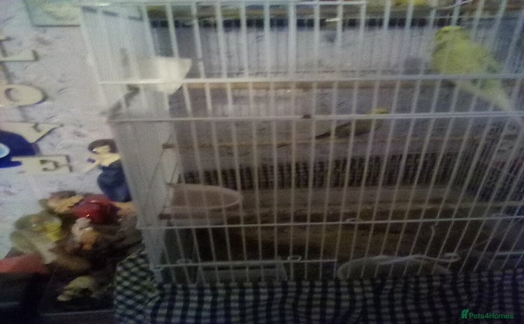 Budgerigars birds - Advert 1