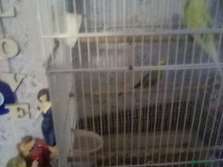 Budgerigars birds - Advert 25