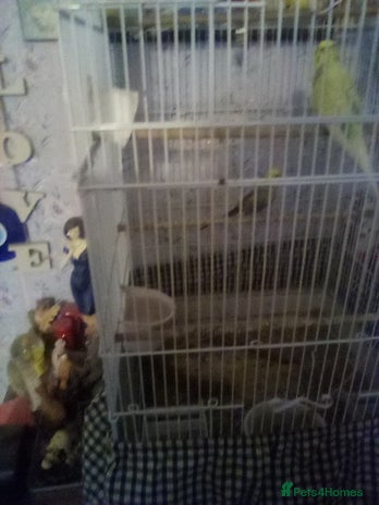 Budgerigars birds - Advert 1