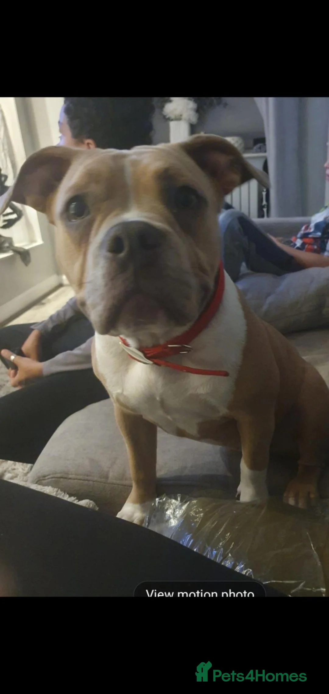 Mixed Breed dogs for sale: Mum and daughter pocket bully's x staff - Advert 2