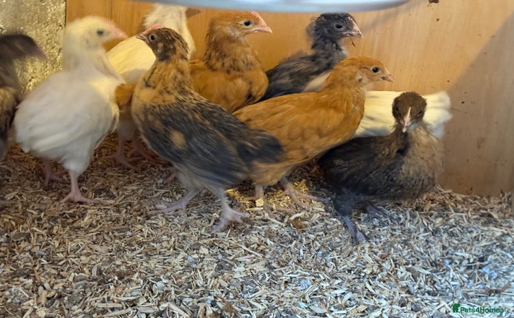 Chickens poultry - Advert 4