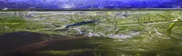 Shrimps fish for sale: Blue velvet shrimp neocaridina in Thornton Heath - Advert 10