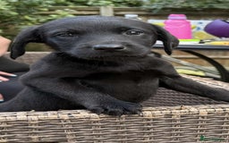 Labrador Retriever dogs for sale: 6 beautiful pedigree Labrador puppies - Image 9
