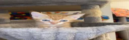 Mixed Breed cats for sale: Beautiful Ginger Kittens!  in London - Advert 5