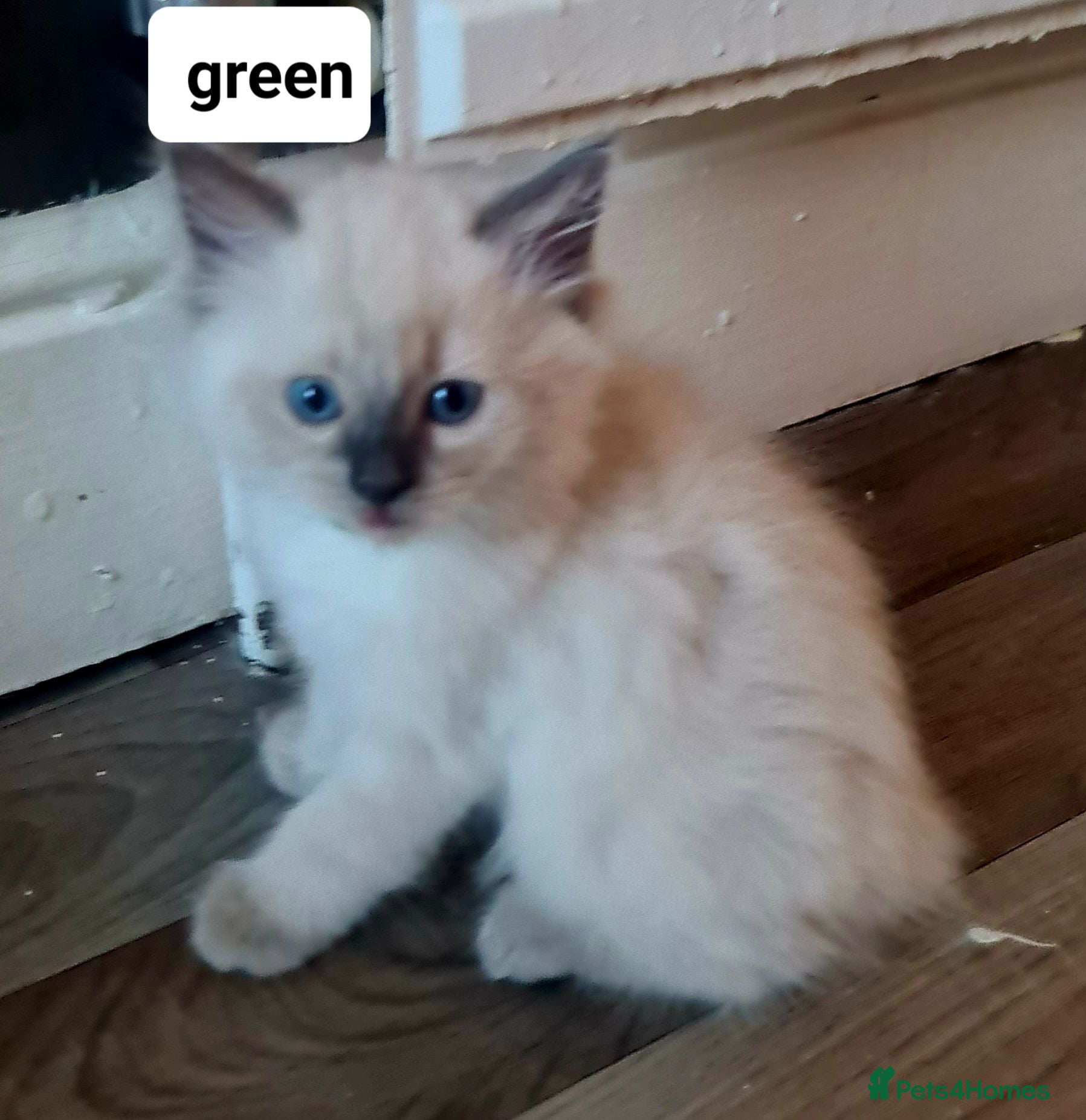Ragdoll cats Pure ragdoll kitten  - Advert 1
