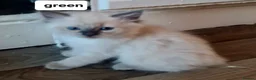 Ragdoll cats for sale: Pure ragdoll kitten  in Leicester - Advert 1