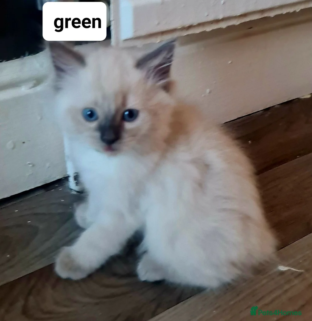 Ragdoll cats for sale: Pure ragdoll kitten  in Leicester - Advert 1
