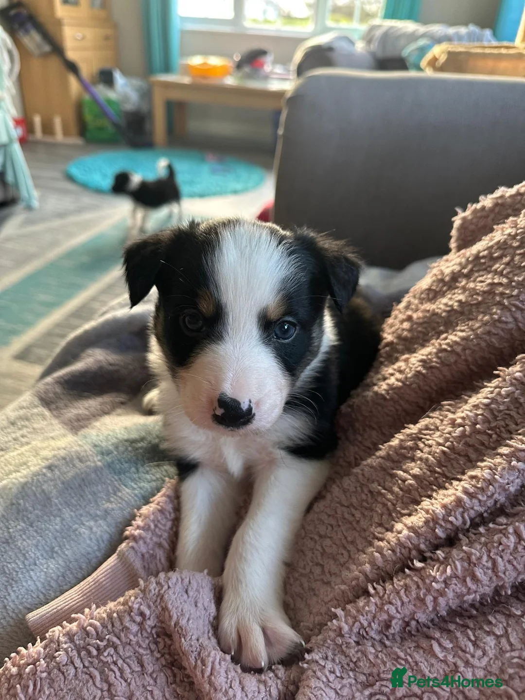 Border Collie dogs for stud: Proven pure bred tri coloured merle collie stud in Fakenham - Advert 40
