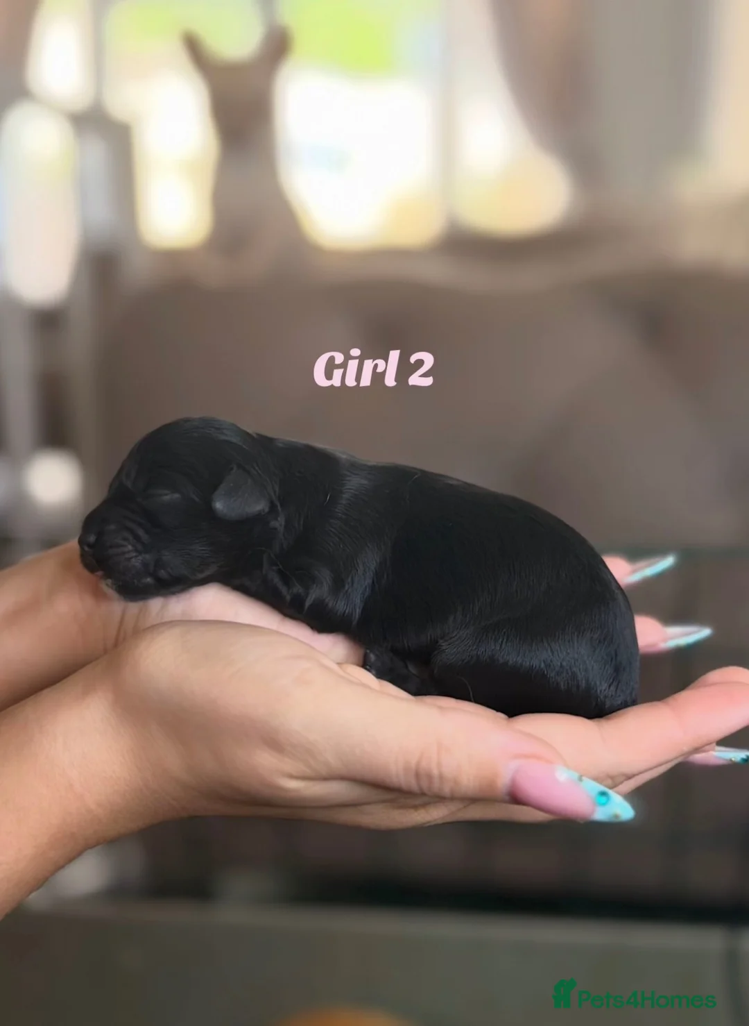 Cockapoo dogs for sale: Exceptional merle cockapoo puppies for sale - Advert 11