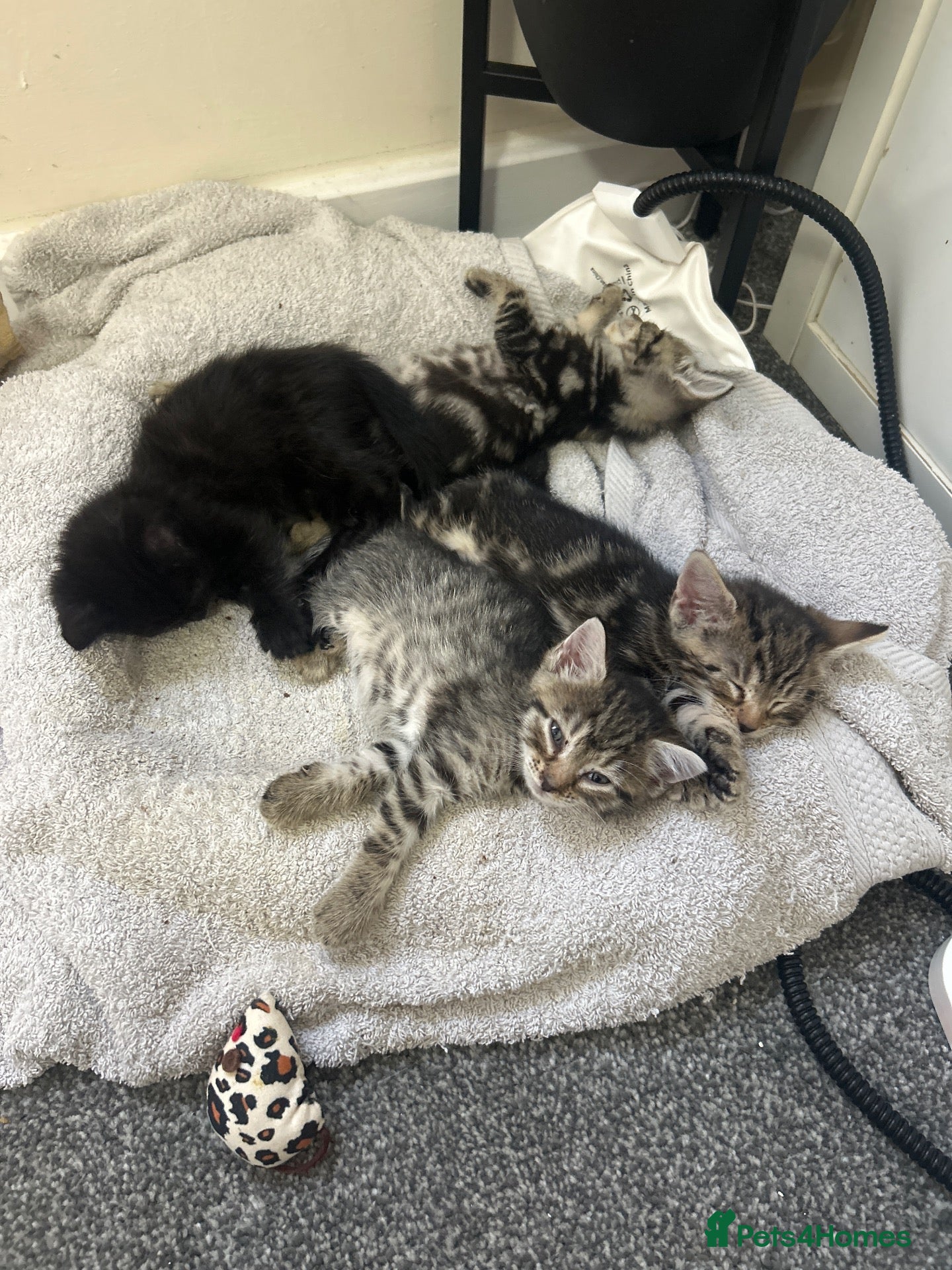 Mixed Breed cats Mixed Breed Tabby Shorthair Kittens - Advert 1