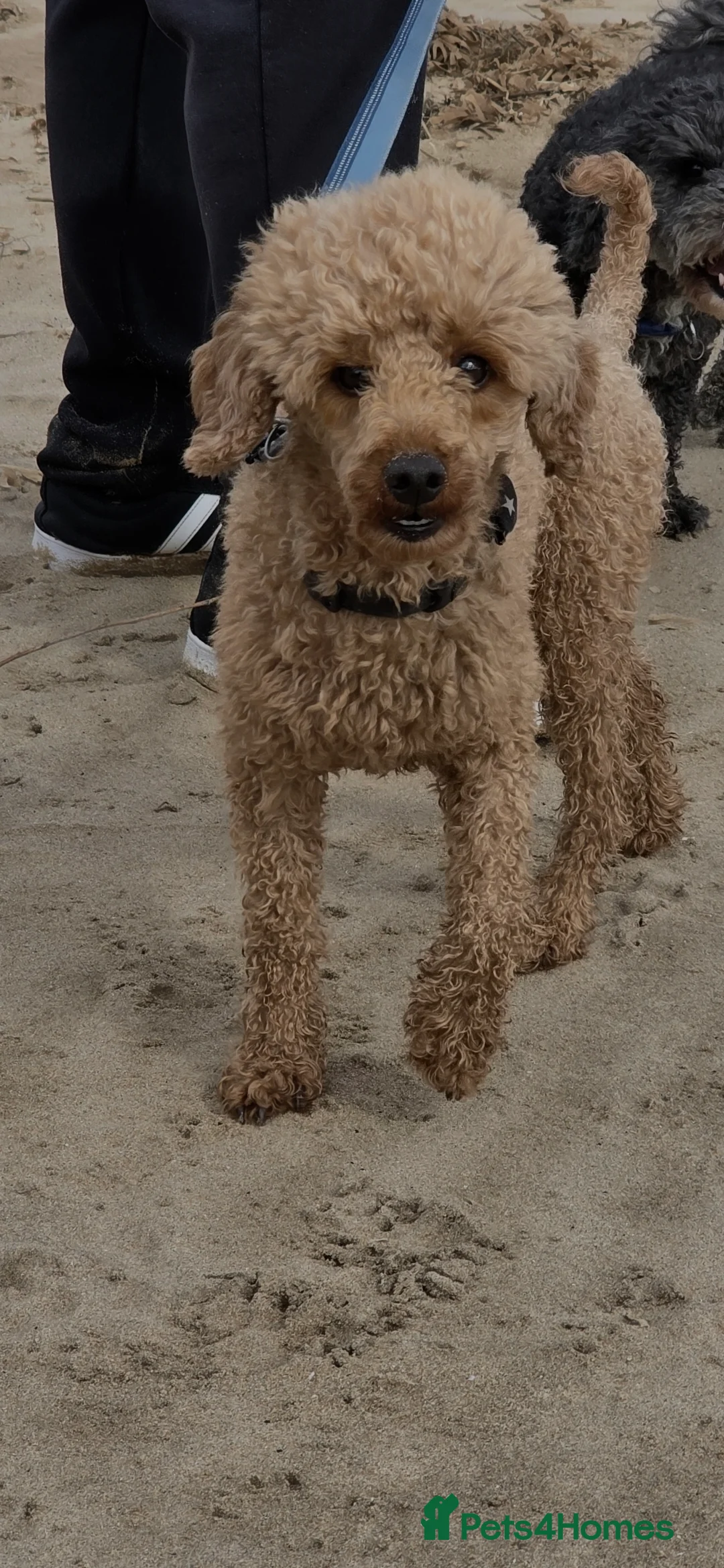 Toy Poodle dogs for stud: For stud toy poodle £125 - Advert 7