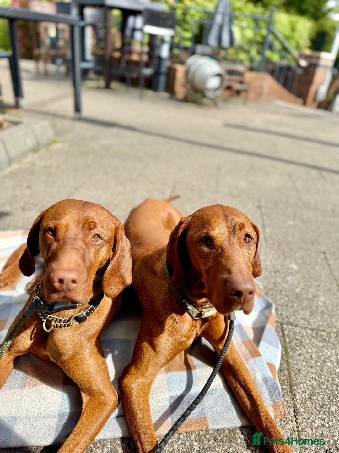 Hungarian Vizsla dogs for sale: Hungarian Vizsla puppies  - Advert 7