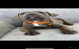 Staffordshire Bull Terrier dogs for sale: Blue Staffordshire bull terrier  - Image 12