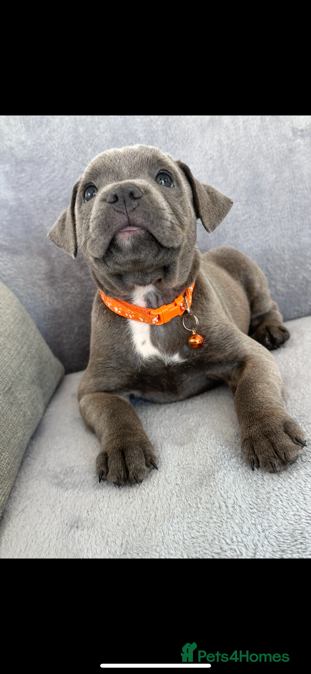 Staffordshire Bull Terrier dogs for sale: Blue Staffordshire bull terrier  - Image 12