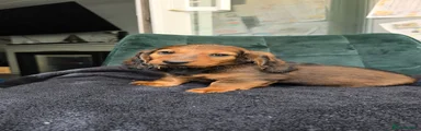 Dachshund Puppy 1