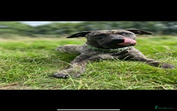 Mixed Breed dogs for adoption: Nile  - Image 4