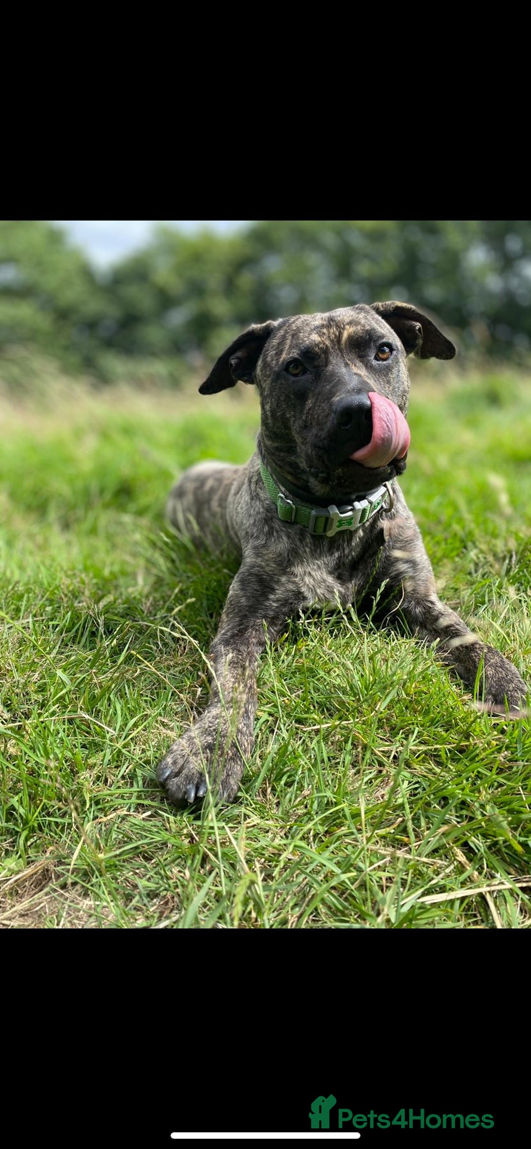 Mixed Breed dogs for adoption: Nile  - Image 4